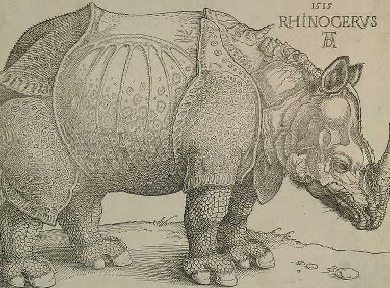Dürer, Rhinocerus, Foto: GNM