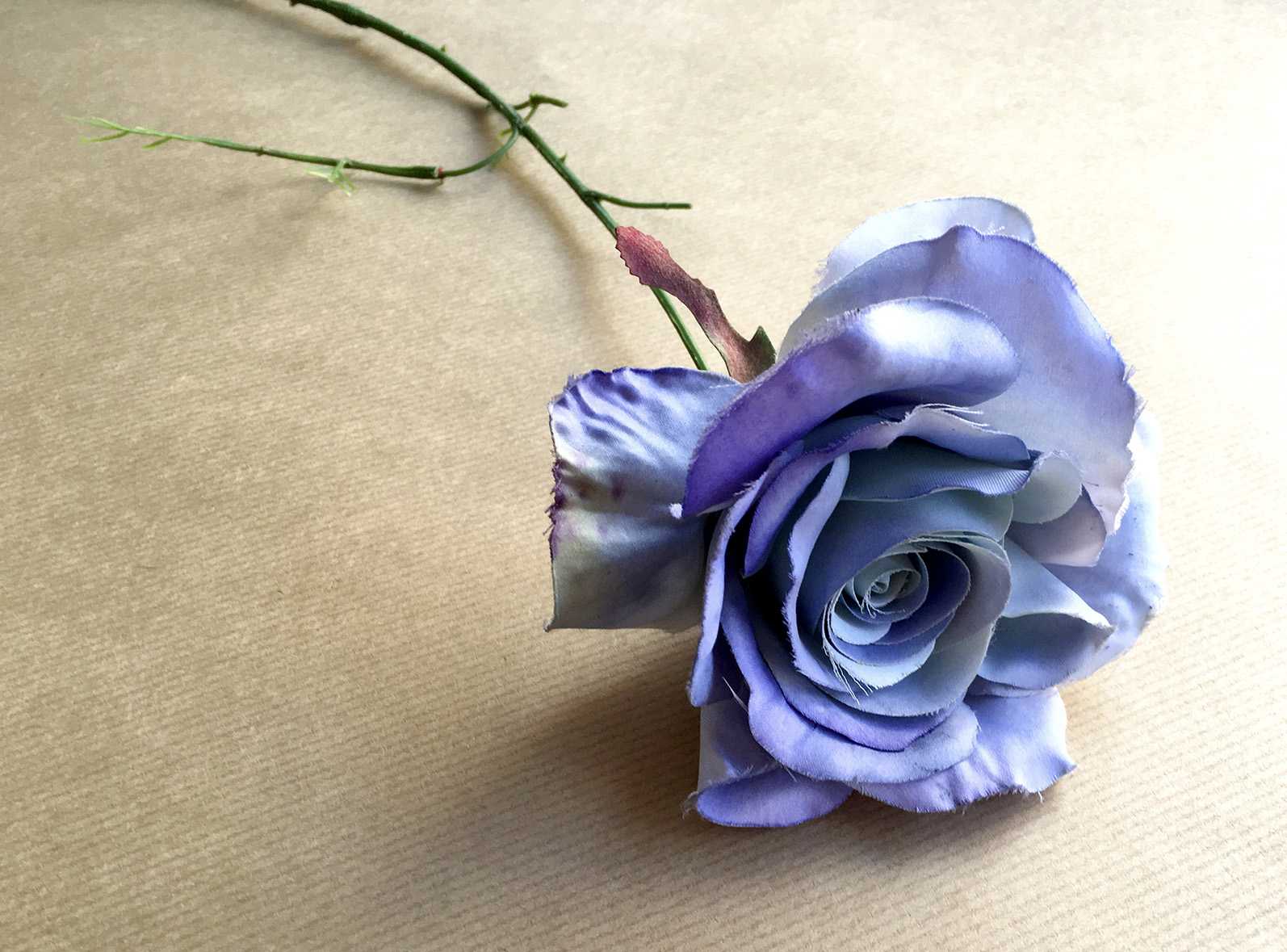 Die blaue Blume als ein zentrales Symbol der Romantik | Fotoaufnahme von Pirko Schröder